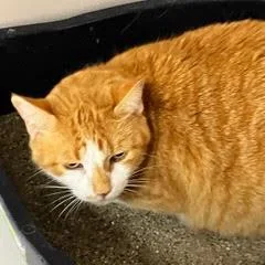 An adult medium-sized female Tabby (Orange / Red) Tabby cat named Luckster for adoption in Green Valley, AZ