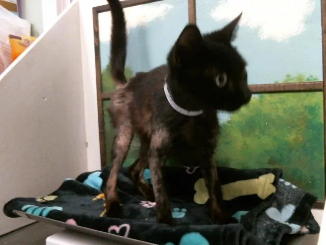A young small-sized female Domestic Short Hair cat named Robin for adoption in Houston, TX