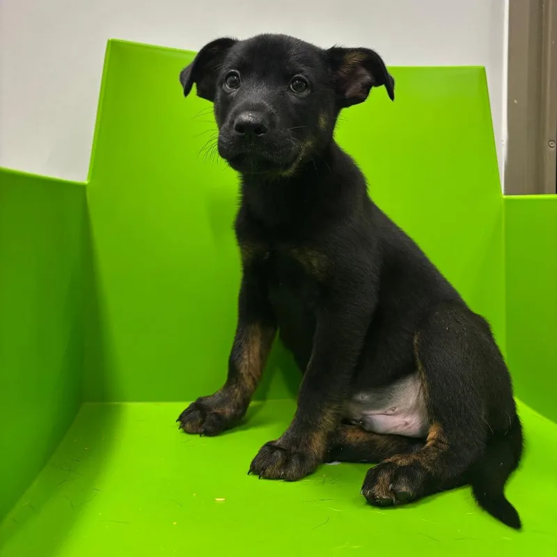 A baby small-sized male Black Mixed Breed dog named Calisson for adoption in Washington Township, OH