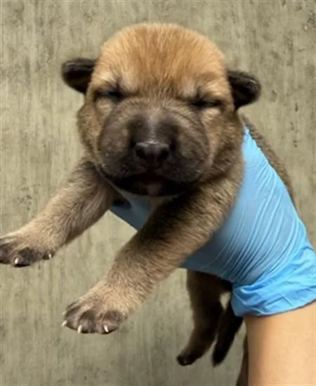 A baby small-sized female Pit Bull Terrier dog named A for adoption in San Bernardino, CA