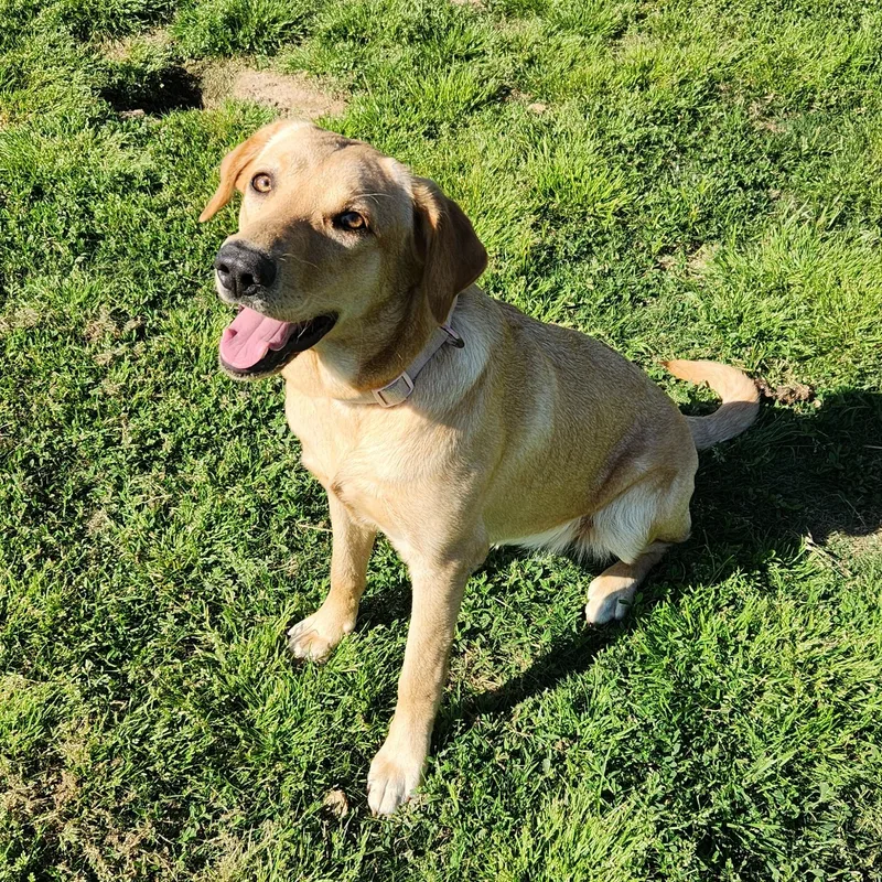 A young medium-sized female Yellow / Tan / Blond / Fawn Yellow Labrador Retriever dog named Sallie Mae for adoption in Siloam Springs, AR