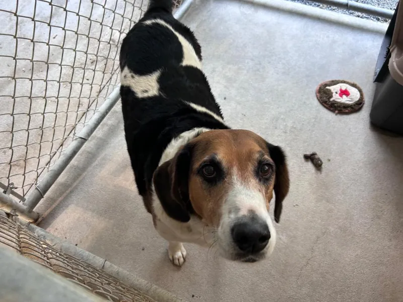 A senior medium-sized male Hound dog named Old Man for adoption in Mount Gilead, NC