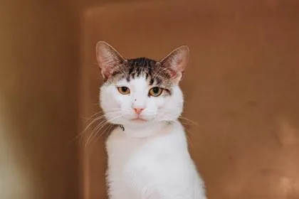 An adult small-sized male Domestic Short Hair cat named A Whiskers Petsmart James for adoption in North Charleston, SC