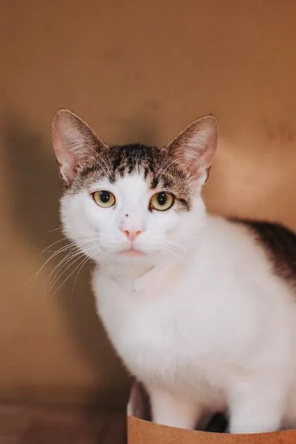 A Whiskers Petsmart James thumbnail 3