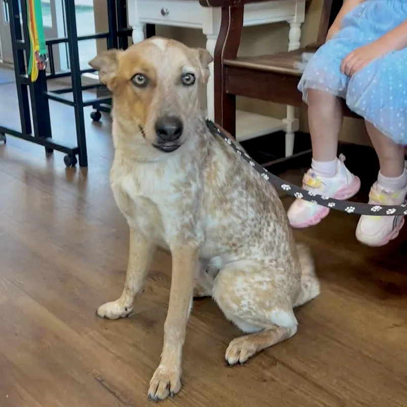 An adult medium-sized male Merle (Red) Australian Cattle Dog / Blue Heeler dog named Robin for adoption in Corpus Christi, TX