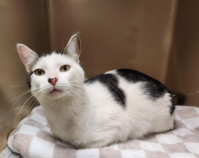 An adult medium-sized male White Domestic Short Hair cat named Aj for adoption in Clayton, NJ
