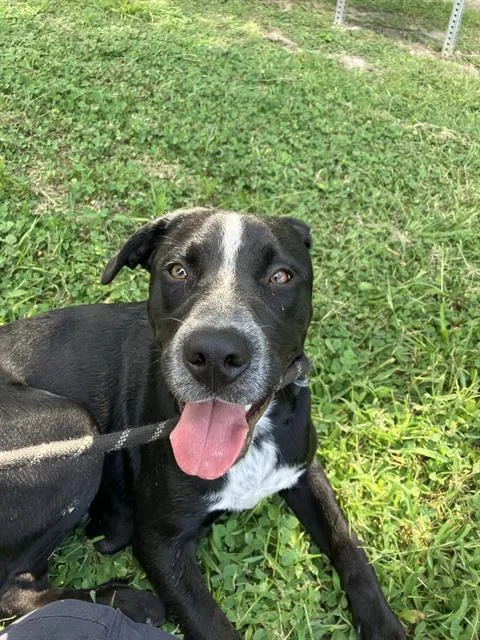 An adult medium-sized male Mixed Breed dog named Miz for adoption in Dallas, TX