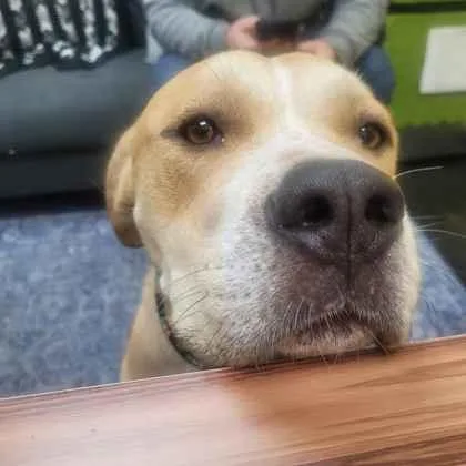 An adult large-sized male Mixed Breed dog named McSqueezie for adoption in Memphis, TN