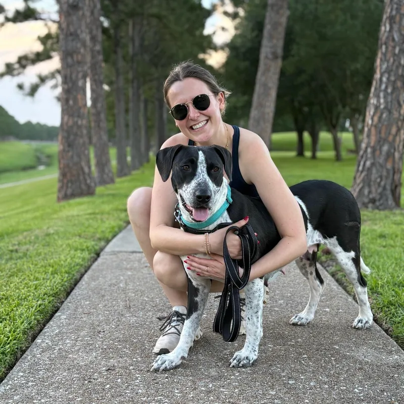 An adult large-sized female Black Pointer dog named Abilene for adoption in Spring, TX