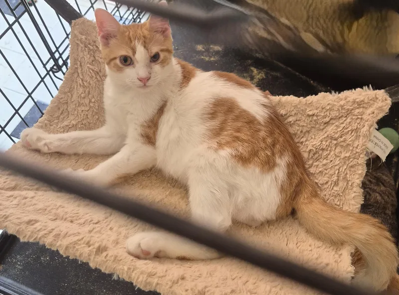 A baby medium-sized male Orange & White Domestic Short Hair cat named Jeremiah Jones Jonah for adoption in New York, NY