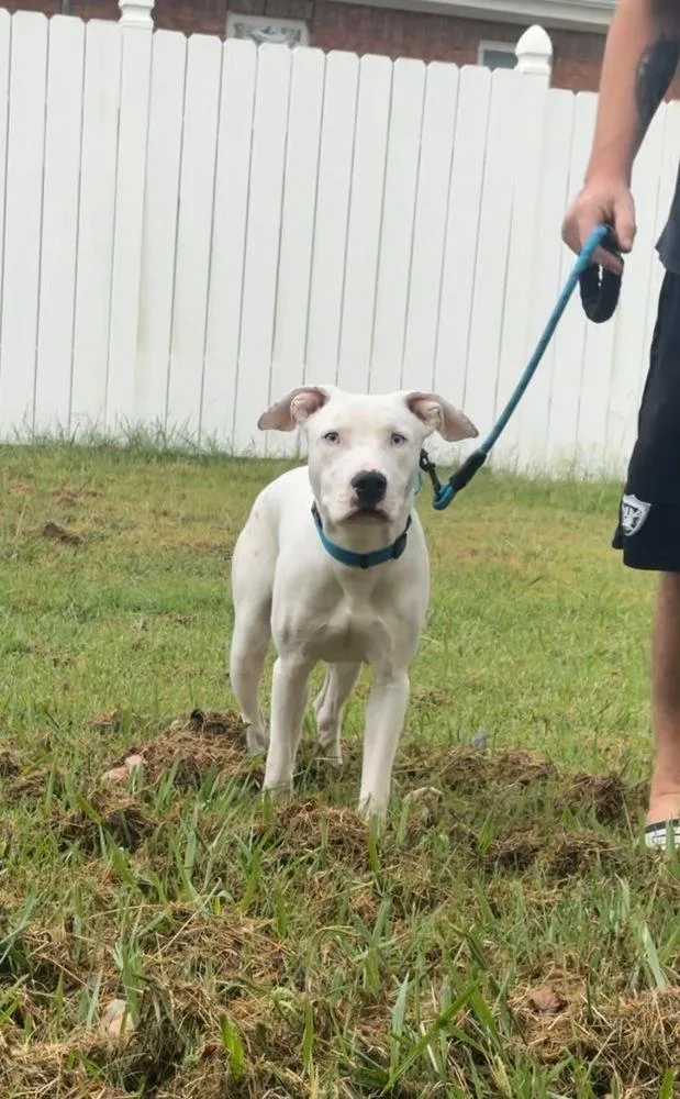 A young medium-sized male Pit Bull Terrier dog named Colby for adoption in TULSA, OK