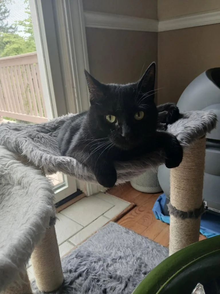 A young medium-sized female Domestic Short Hair cat named Emmy for adoption in New Kensington, PA