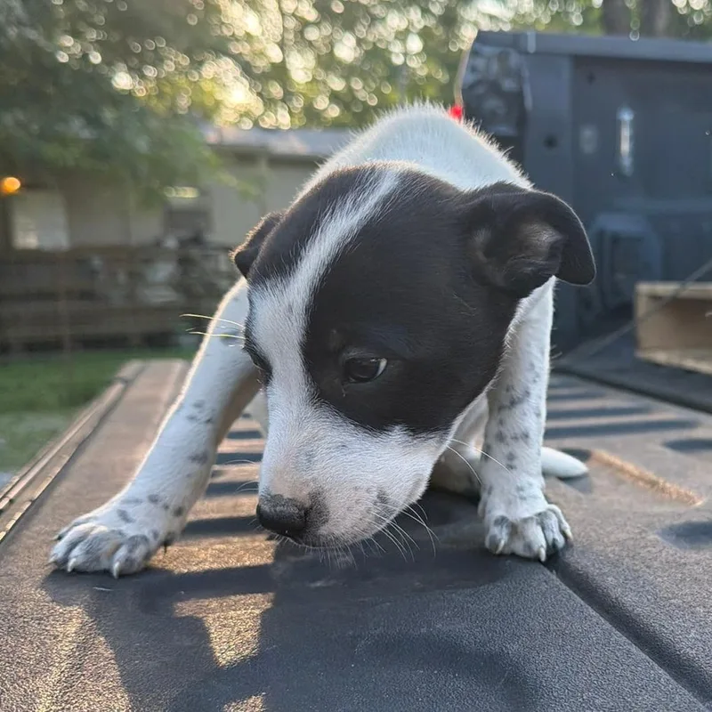 A baby medium-sized female White / Cream Australian Cattle Dog / Blue Heeler dog named Pippa for adoption in Pittsburg, KS