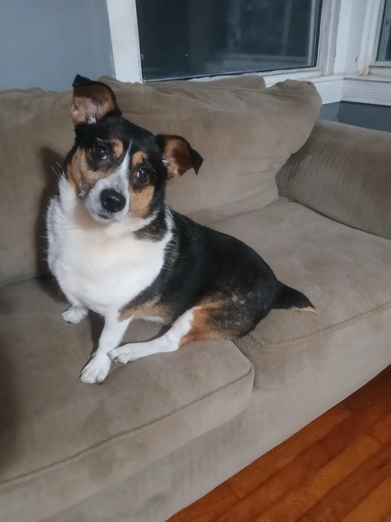 An adult medium-sized female Corgi dog named LuLu for adoption in Murray, KY