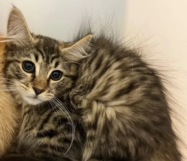 A baby small-sized female Domestic Medium Hair cat named Kale for adoption in Staten Island, NY