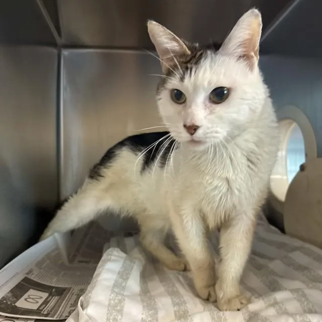 An adult small-sized male Domestic Short Hair cat named Washington for adoption in Riverside, CA
