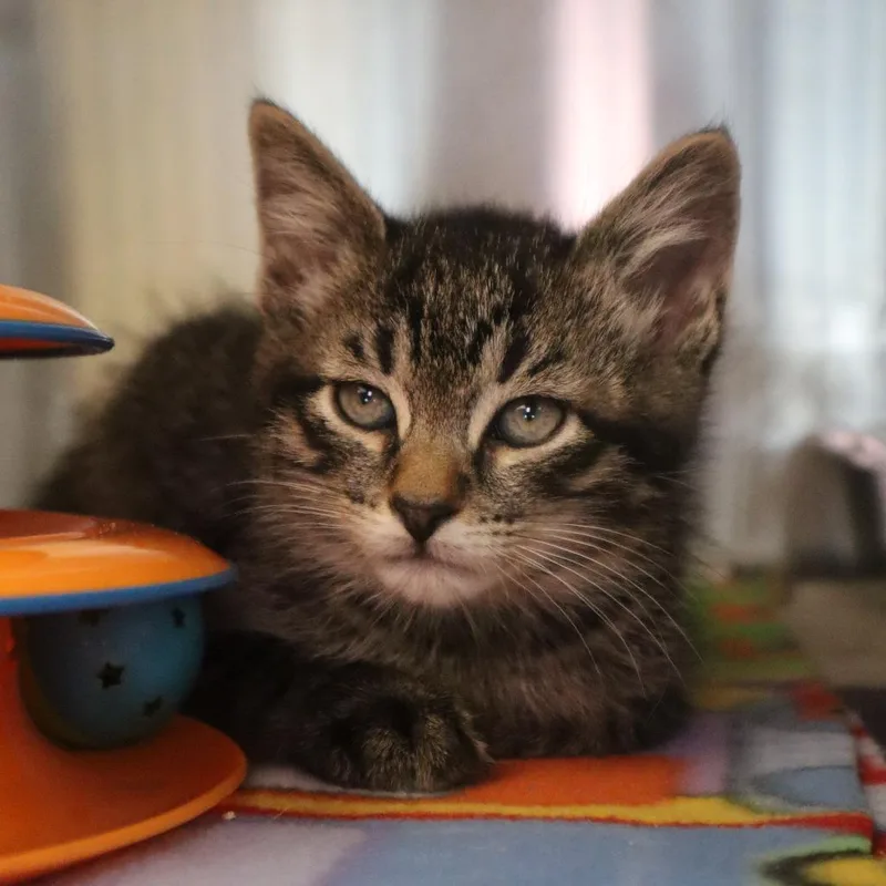 A baby small-sized male Brown / Chocolate Domestic Short Hair cat named Rainy for adoption in Waukesha, WI