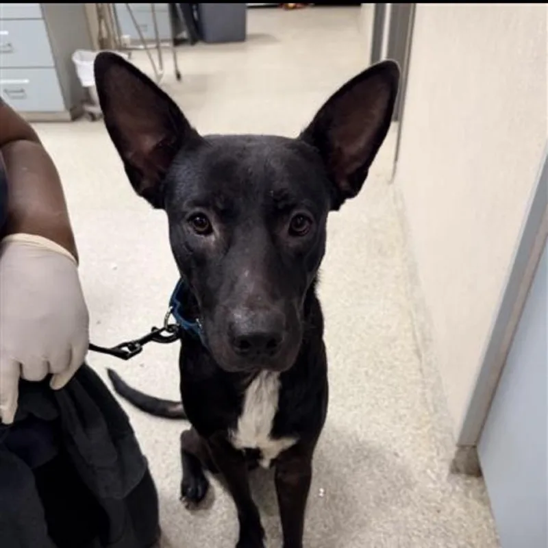 An adult large-sized male Black Mixed Breed dog named The Rizzler for adoption in Jacksonville, FL