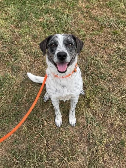 Daisy
