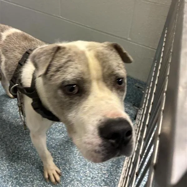 An adult medium-sized male Black Pit Bull Terrier dog named Rob for adoption in Greensboro, NC