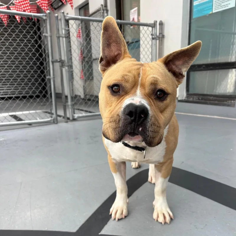 An adult medium-sized male Mixed Breed dog named Milo for adoption in Philadelphia, PA