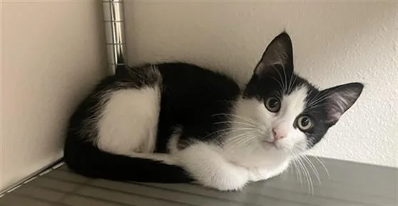 A baby small-sized male Domestic Short Hair cat named Erik for adoption in Ames, IA