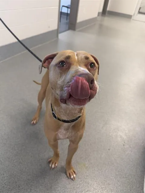 An adult medium-sized male Pit Bull Terrier dog named Graham for adoption in Indianapolis, IN
