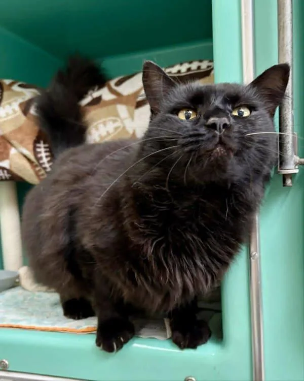 An adult small-sized male Domestic Medium Hair cat named Mickey for adoption in Novato, CA