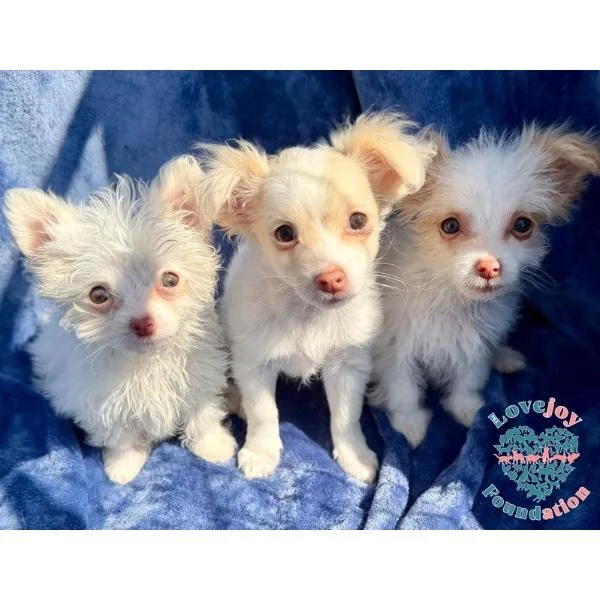 A baby small-sized male White / Cream Maltese dog named Rhett for adoption in Inglewood, CA