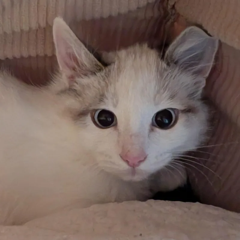 A baby small-sized male Domestic Medium Hair cat named Rami for adoption in Sonoma, CA