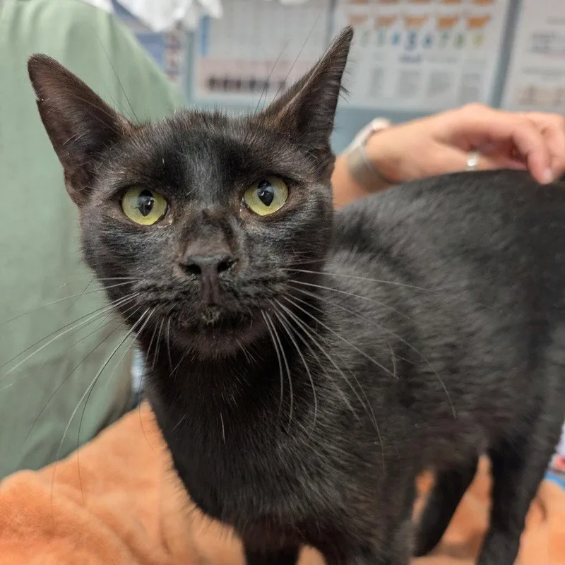 An adult medium-sized female Black Domestic Short Hair cat named Caterpillar for adoption in New Castle, DE