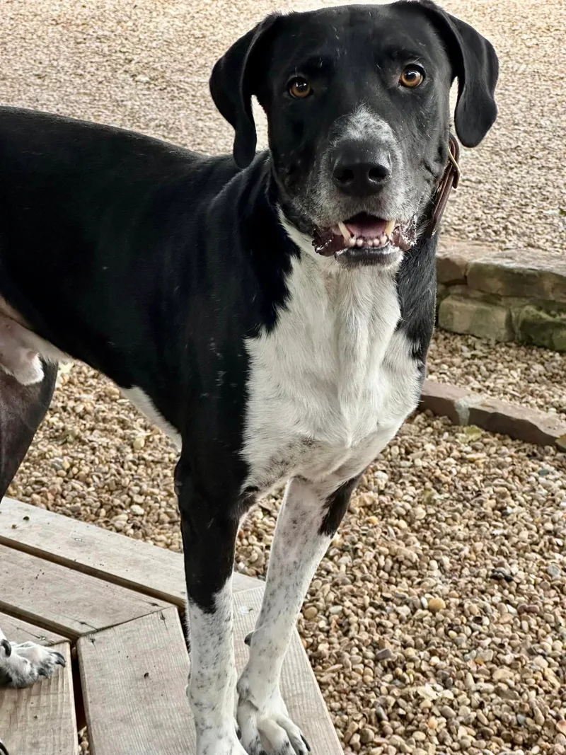 Jack Mccoy thumbnail 4