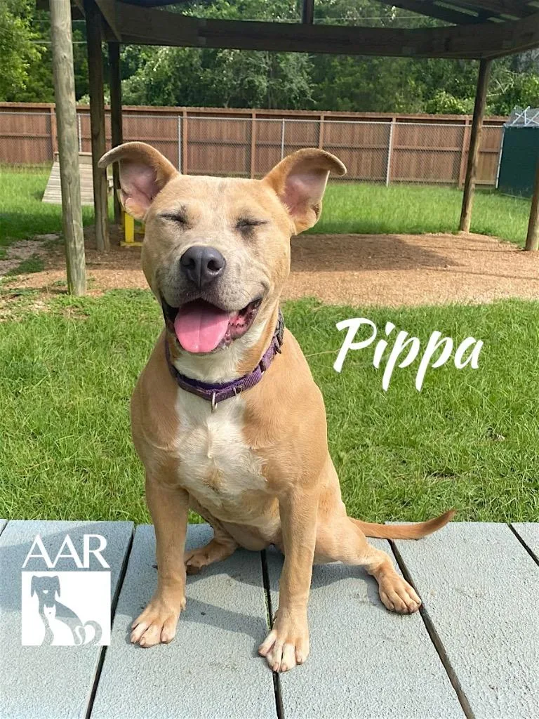 A young medium-sized female Carolina Dog dog named Pippa for adoption in Magnolia, TX