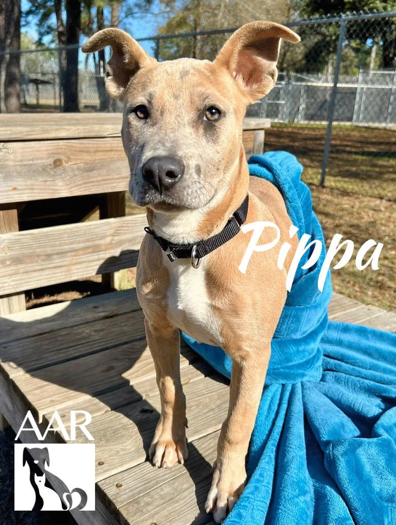 Pippa thumbnail 2