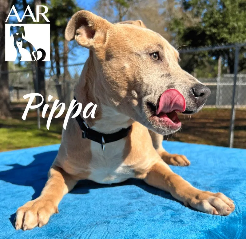 Pippa thumbnail 3