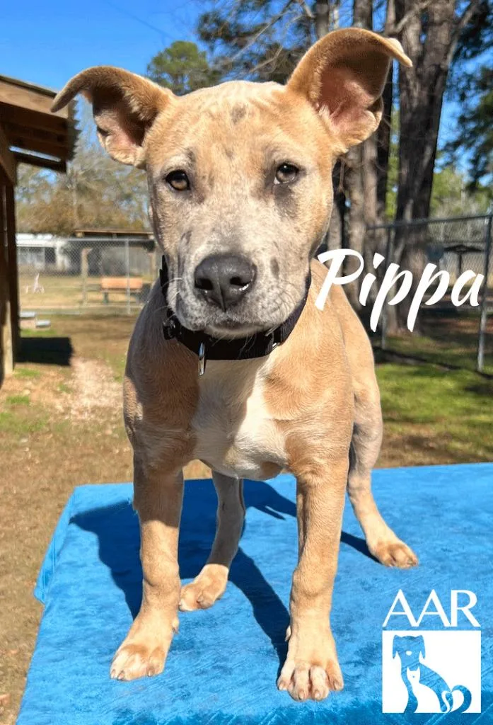 Pippa thumbnail 4