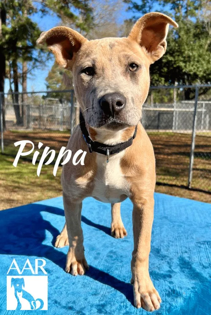 Pippa thumbnail 5