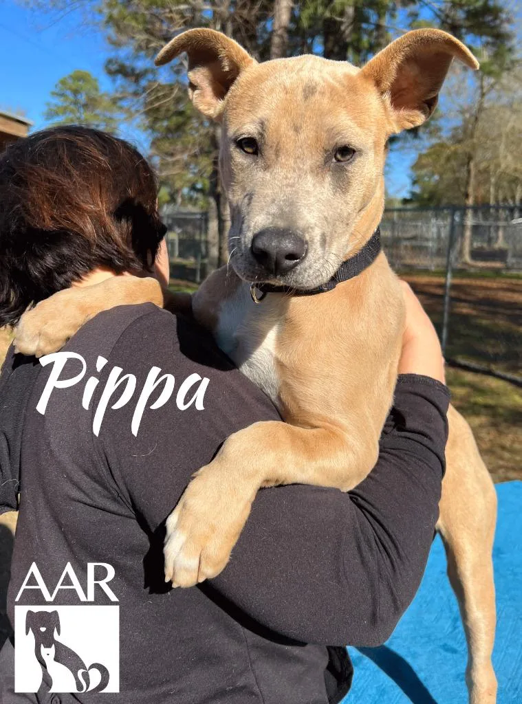 Pippa thumbnail 6