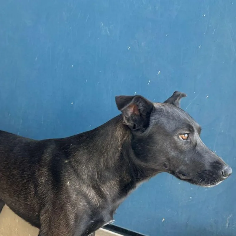 An adult medium-sized male Black Labrador Retriever dog named Gus for adoption in Kingman, AZ