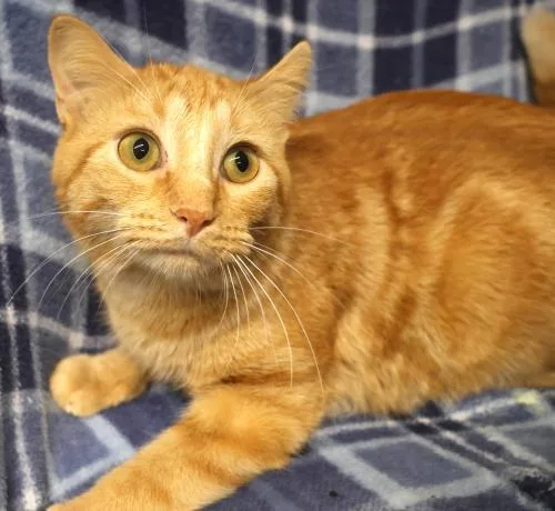 An adult medium-sized female Orange / Red Domestic Short Hair cat named Brami for adoption in Thief River Falls, MN