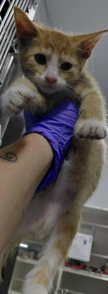 A baby small-sized male Domestic Short Hair cat named Lance for adoption in Henderson, NC