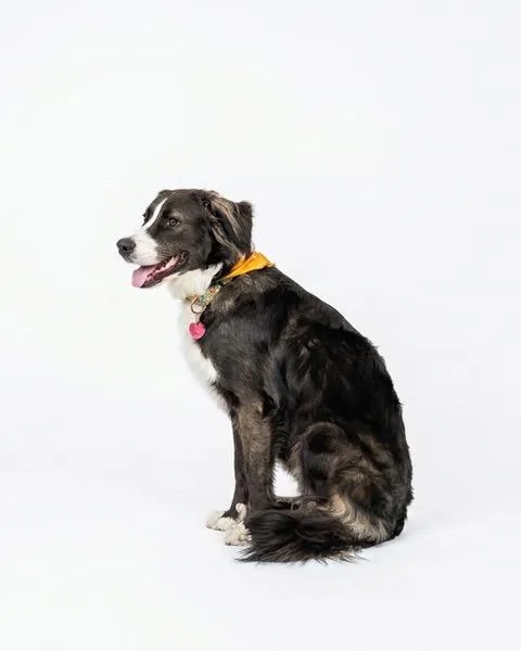An adult medium-sized male Border Collie dog named Rooster for adoption in Eglin AFB, FL