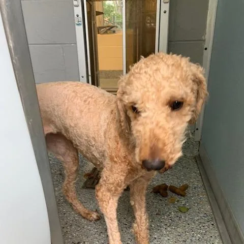 A young medium-sized female Apricot / Beige Poodle dog named Flora for adoption in Charlottesville, VA