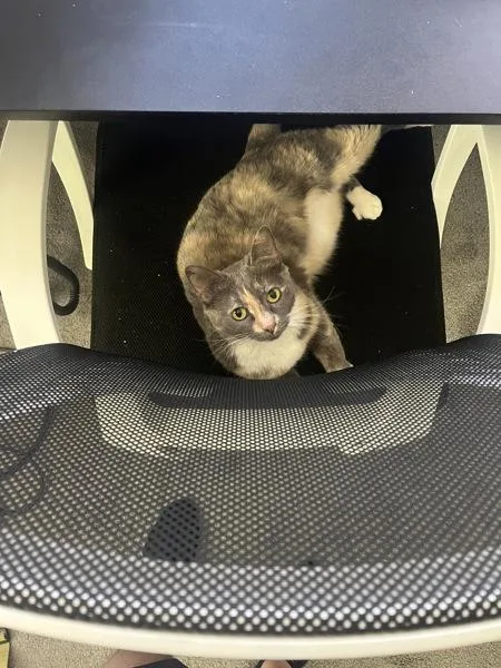A senior small-sized female Domestic Short Hair cat named Truffle for adoption in Austin, TX