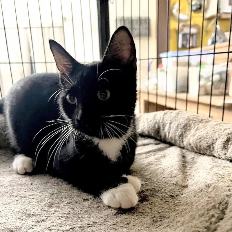 A baby medium-sized female Domestic Short Hair cat named Nyssa for adoption in Tampa, FL