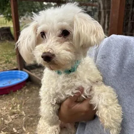 A senior small-sized male White / Cream Cockapoo dog named Einstein for adoption in Sonoma, CA