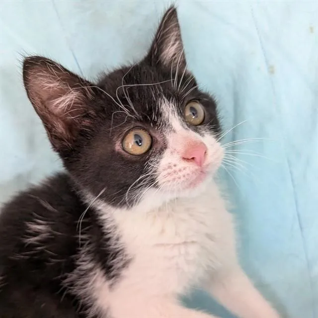 A baby small-sized female Domestic Medium Hair cat named Betty for adoption in Auburn, CA