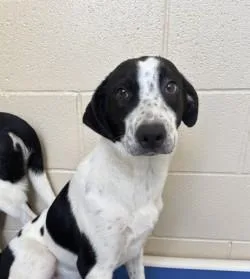 An adult medium-sized female Harlequin Retriever dog named Spotty for adoption in Harlingen, TX