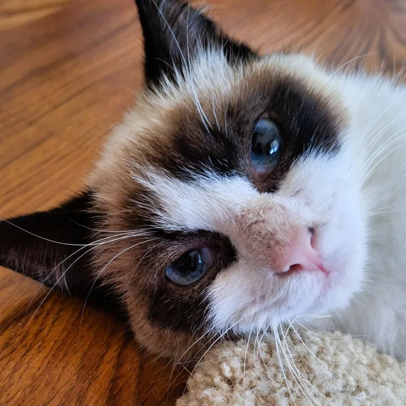 A baby small-sized female Siamese cat named Ese for adoption in Charlotte, NC
