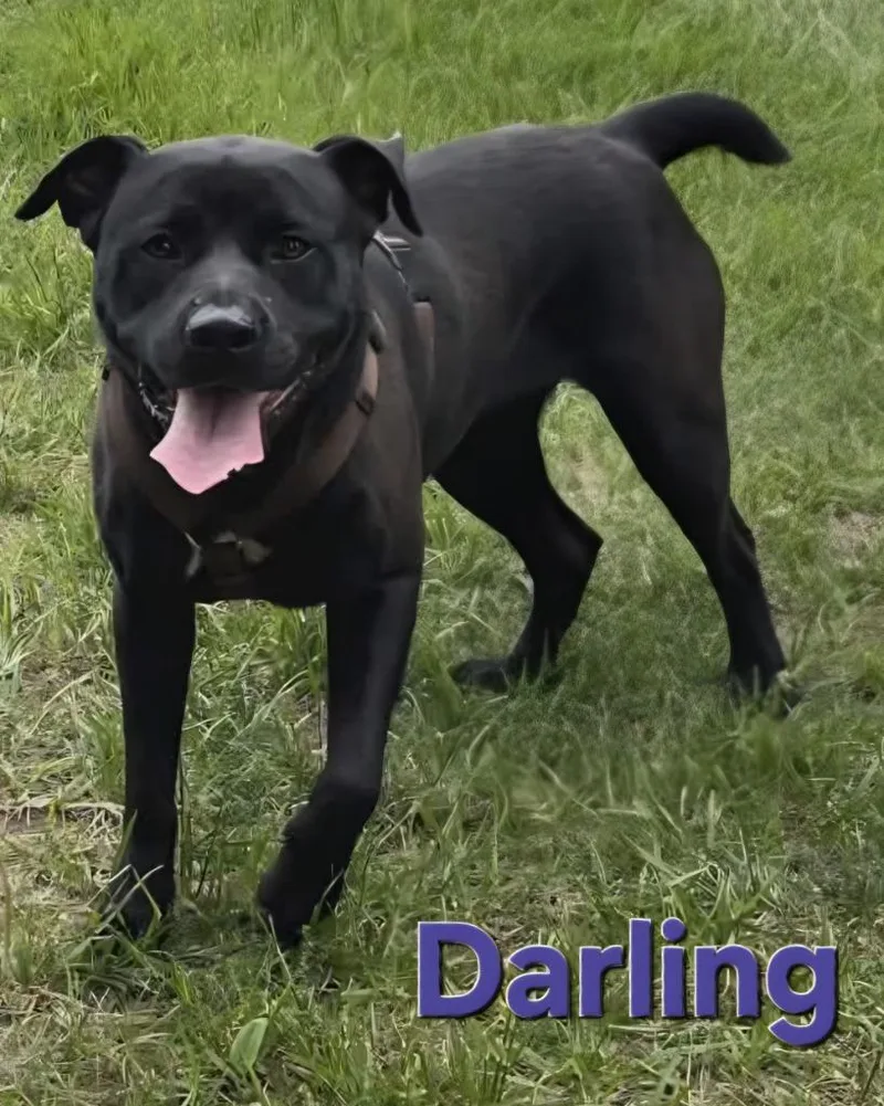 A young large-sized female Labrador Retriever dog named Darling for adoption in Rutherfordton, NC